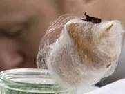 Mumifizierter Teryakispieß vom Hühnchen - Rezept