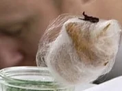 Mumifizierter Teryakispieß vom Hühnchen - Rezept