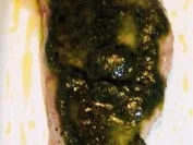 Überbackene Schweineschnitzel - Rezept - Bild Nr. 2