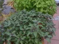 VORSPEISE/ENTRADAS:Tomaten getrocknete,eingelegt a la silke - Rezept - Bild Nr. 3