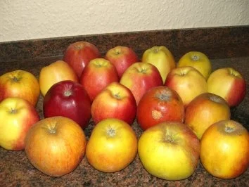 Rezept: Dessert: APFELMUS oder APFELKOMPOTT Bild Nr. 2 Dessert: APFELMUS oder APFELKOMPOTT - Rezept - Bild Nr. 2