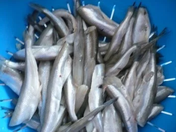 Rezept: Stint Bild Nr. 2 Stint - Rezept - Bild Nr. 2