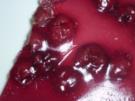 Beschwipste Kirschen auf Vanillecreme - Rezept