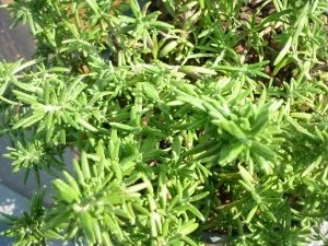 Rezept: Kräutersalz Bild Nr. 2 Kräutersalz - Rezept - Bild Nr. 2