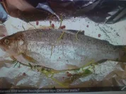 Forelle aus dem Backofen - Rezept