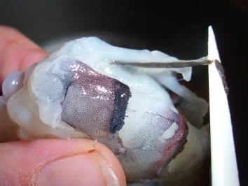 Rezept: Black Tiger Prawns an Safransauce Bild Nr. 2 Black Tiger Prawns an Safransauce - Rezept - Bild Nr. 2