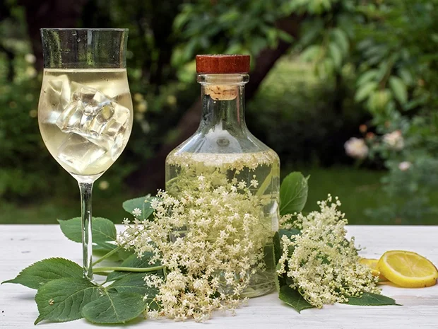 Rezept: Holunderblütenwein (Fliederblütenwein) Bild Nr. 2 Holunderblütenwein (Fliederblütenwein) - Rezept - Bild Nr. 2