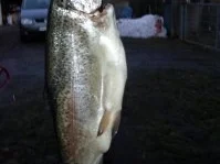 Heissgeräucherte Forellen , Hausgemacht - Rezept