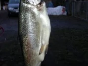 Heissgeräucherte Forellen , Hausgemacht - Rezept