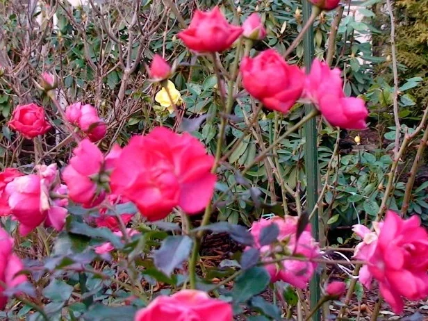 Schweinefilet an Cassis Soße und Buttertalern - Rezept