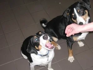 Leckerchen für Hunde - Rezept - Bild Nr. 2