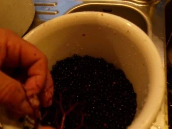 Rezept: Orangen-Holunderblüten-Gelee Bild Nr. 2 Orangen-Holunderblüten-Gelee - Rezept - Bild Nr. 2