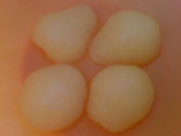 Birnen-Quark-Creme - Rezept - Bild Nr. 6