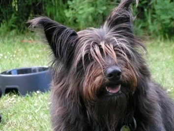 Der dicke Hund, Gesunde Mahlzeit für Hunde bis 10kg,Fellows Diät die 1. - Rezept