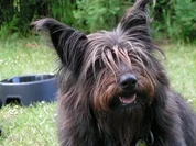 Der dicke Hund, Gesunde Mahlzeit für Hunde bis 10kg,Fellows Diät die 1. - Rezept