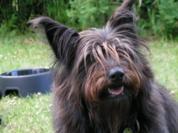 Der dicke Hund, Gesunde Mahlzeit für Hunde bis 10kg,Fellows Diät die 1. - Rezept