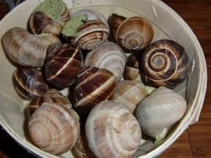 Rezept: Gegrillte Maultasche im Speckmantel auf Spinat mit Achatschnecken garniert Bild Nr. 2 Gegrillte Maultasche im Speckmantel auf Spinat mit Achatschnecken garniert - Rezept - Bild Nr. 2