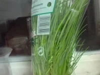 Maultaschen à la NatureStoned - Rezept