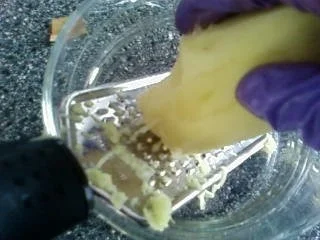 Rezept: Möhrensuppe mit Kokos & Ingwer Bild Nr. 4 Möhrensuppe mit Kokos & Ingwer - Rezept - Bild Nr. 4