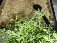 Konzertpfanne 2010 - Rezept - Bild Nr. 4