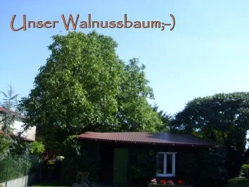 Walnusslikör - Rezept - Bild Nr. 3