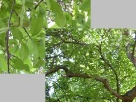 Walnusslikör - Rezept - Bild Nr. 4