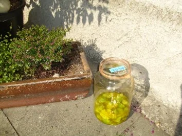 Walnusslikör - Rezept - Bild Nr. 7