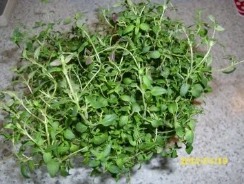 Rezept: Thymian-Bruschetta-Schnitzel Bild Nr. 3 Thymian-Bruschetta-Schnitzel - Rezept - Bild Nr. 3