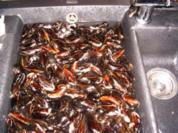 Muscheln auf rheinische Art - Rezept