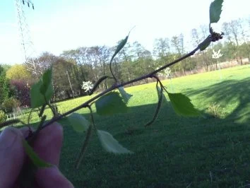 Birkenblättersnack - Rezept - Bild Nr. 3