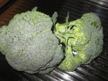 Rezept: Seelachs-Spaghetti-Broccoli-Gratin Bild Nr. 2 Seelachs-Spaghetti-Broccoli-Gratin - Rezept - Bild Nr. 2