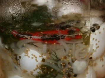 Rezept: Soleier auf die Schnelle Bild Nr. 7 Soleier auf die Schnelle - Rezept - Bild Nr. 7