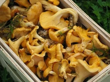 Pfifferlinge für Feinschmecker - Rezept