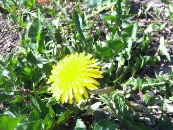 Löwenzahnknospengemüse - Rezept - Bild Nr. 2