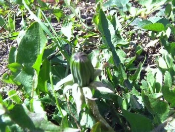 Löwenzahnknospengemüse - Rezept - Bild Nr. 3