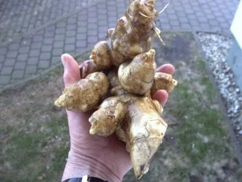 Topinambur mit Pilze - Rezept - Bild Nr. 2