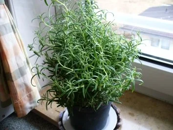 zartes Gemüse mit  Rosmarinkartoffeln und Putenschnitzel - Rezept - Bild Nr. 2