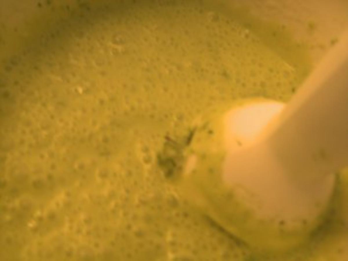 Grüne Soße mit Ei und Kartoffeln   Salatbeilage - Rezept - Bild Nr. 6