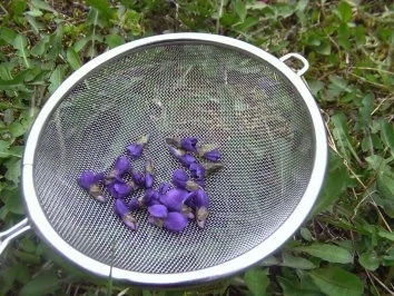 Rezept: Veilchenöl Bild Nr. 3 Veilchenöl - Rezept - Bild Nr. 3