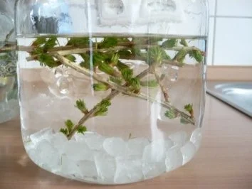 Frühlingslikör - Rezept