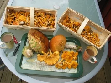 Rezept: Pilzschmarrn böhmisch Pilzschmarrn böhmisch - Rezept