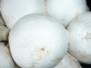 Hähnchenfilet "Ras El Hanout" an Champignonköpfen mit Pistaziensalz und Ziegenkäsenocken - Rezept - Bild Nr. 2