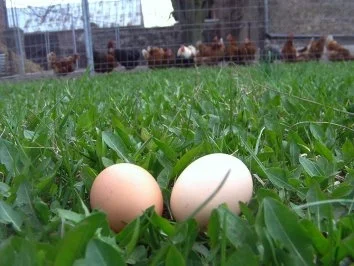 Eier auf Kräuter-Senf-Soße - Rezept - Bild Nr. 2