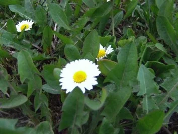 Eier auf Kräuter-Senf-Soße - Rezept - Bild Nr. 4