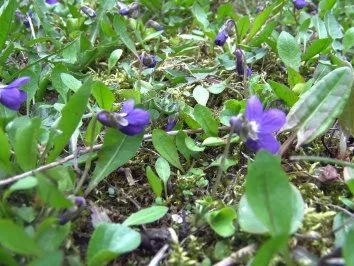 Eier auf Kräuter-Senf-Soße - Rezept - Bild Nr. 3