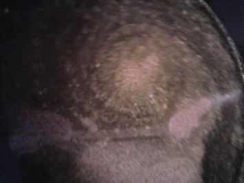 Rezept: Butter-Knoblauch-Krebs mit Spaghetti Bild Nr. 4 Butter-Knoblauch-Krebs mit Spaghetti - Rezept - Bild Nr. 4