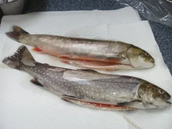 Bachsaibling auf Gemüsebett....in der Folie gegart - Rezept - Bild Nr. 2