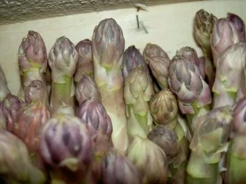 Rezept: Spargelröllchen mit Bärlauch und Schinken Spargelröllchen mit Bärlauch und Schinken - Rezept