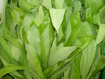 Rezept: Spargelröllchen mit Bärlauch und Schinken Bild Nr. 4 Spargelröllchen mit Bärlauch und Schinken - Rezept - Bild Nr. 4