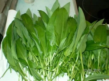 Rezept: Feta-Bärlauchcreme pikant Bild Nr. 2 Feta-Bärlauchcreme pikant - Rezept - Bild Nr. 2